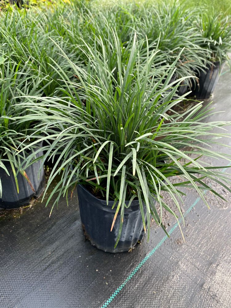 ophiopogon-jaburan-lilyturf-mondo-grass
