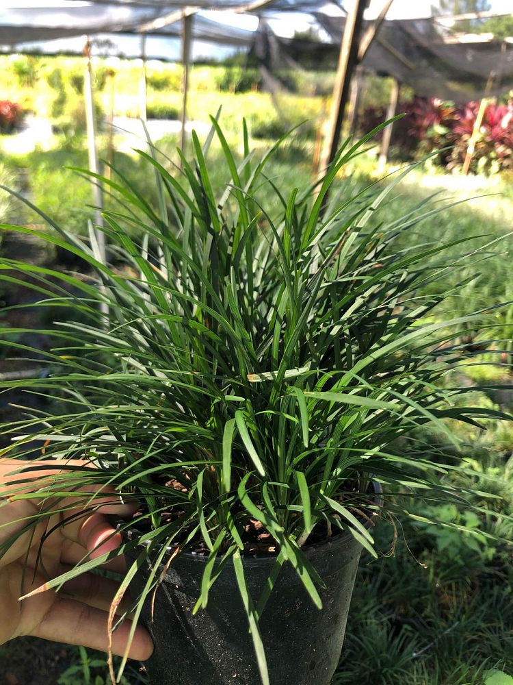 ophiopogon-jaburan-lilyturf-mondo-grass
