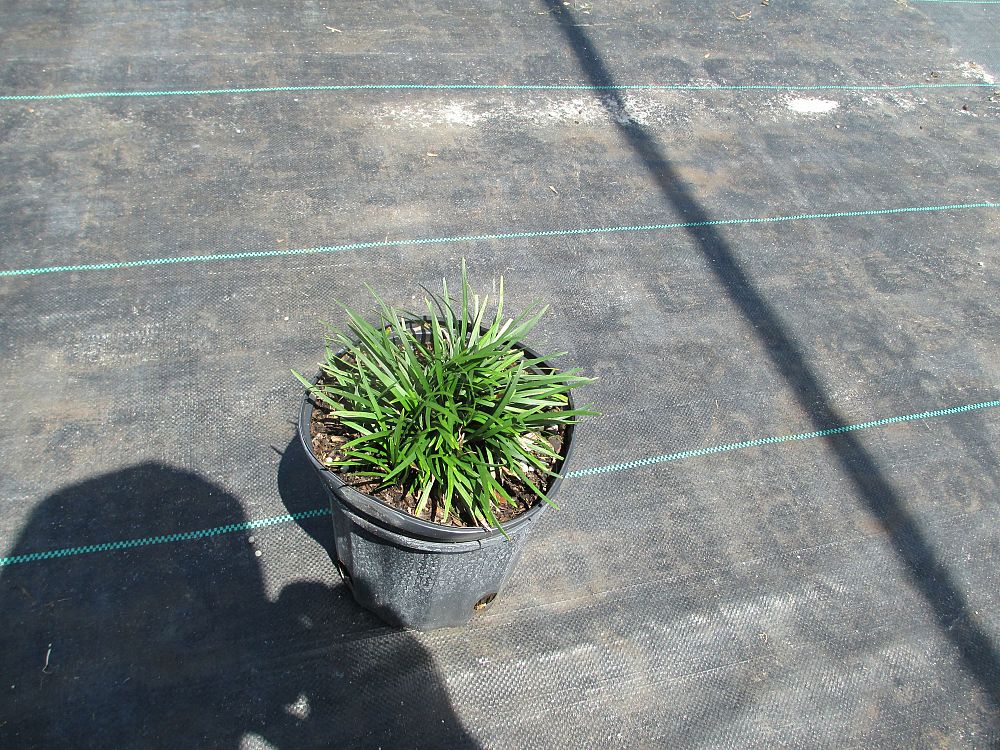 ophiopogon-jaburan-lilyturf-mondo-grass