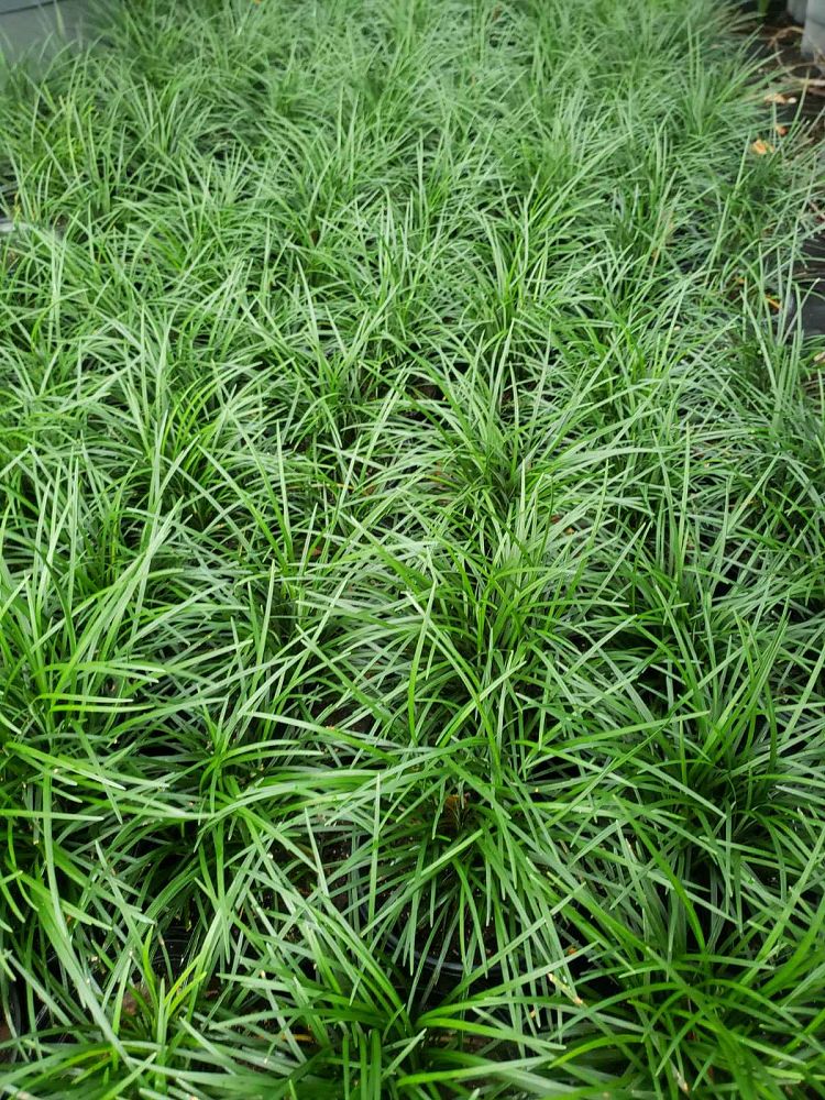 ophiopogon-jaburan-lilyturf-mondo-grass