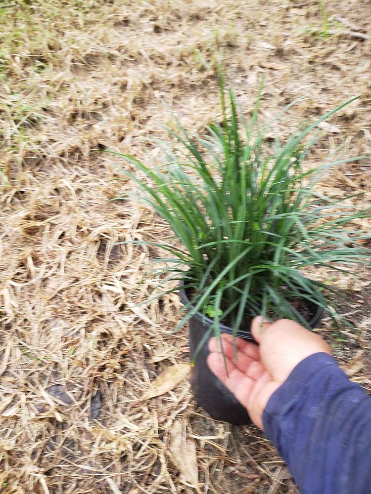ophiopogon-jaburan-lilyturf-mondo-grass