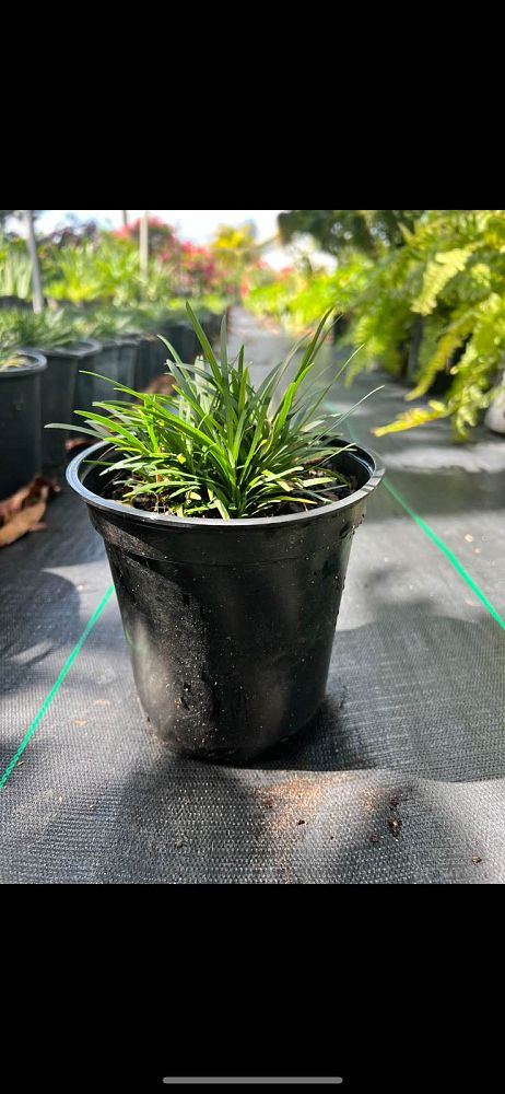ophiopogon-jaburan-lilyturf-mondo-grass