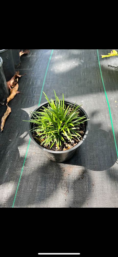 ophiopogon-jaburan-lilyturf-mondo-grass