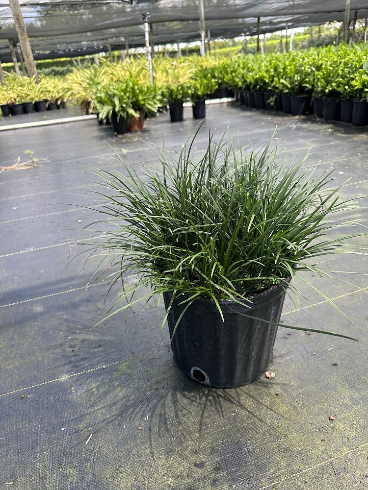 ophiopogon-jaburan-lilyturf-mondo-grass