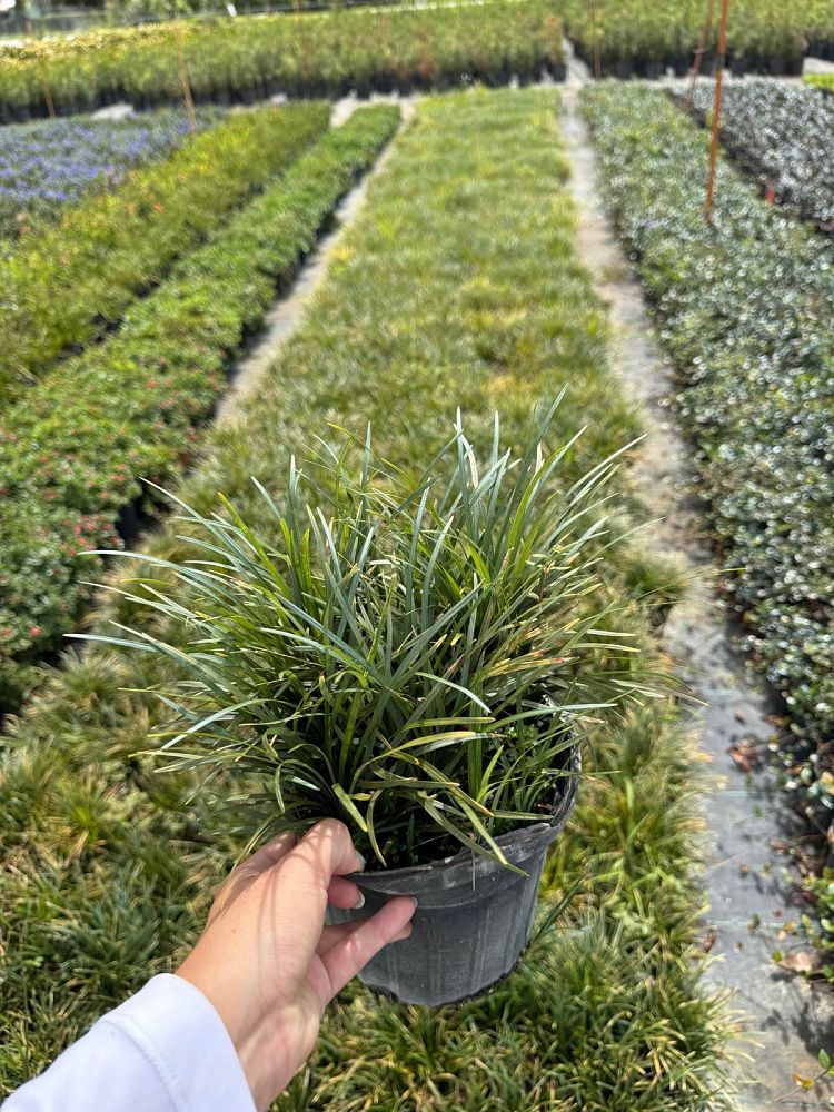 ophiopogon-jaburan-lilyturf-mondo-grass