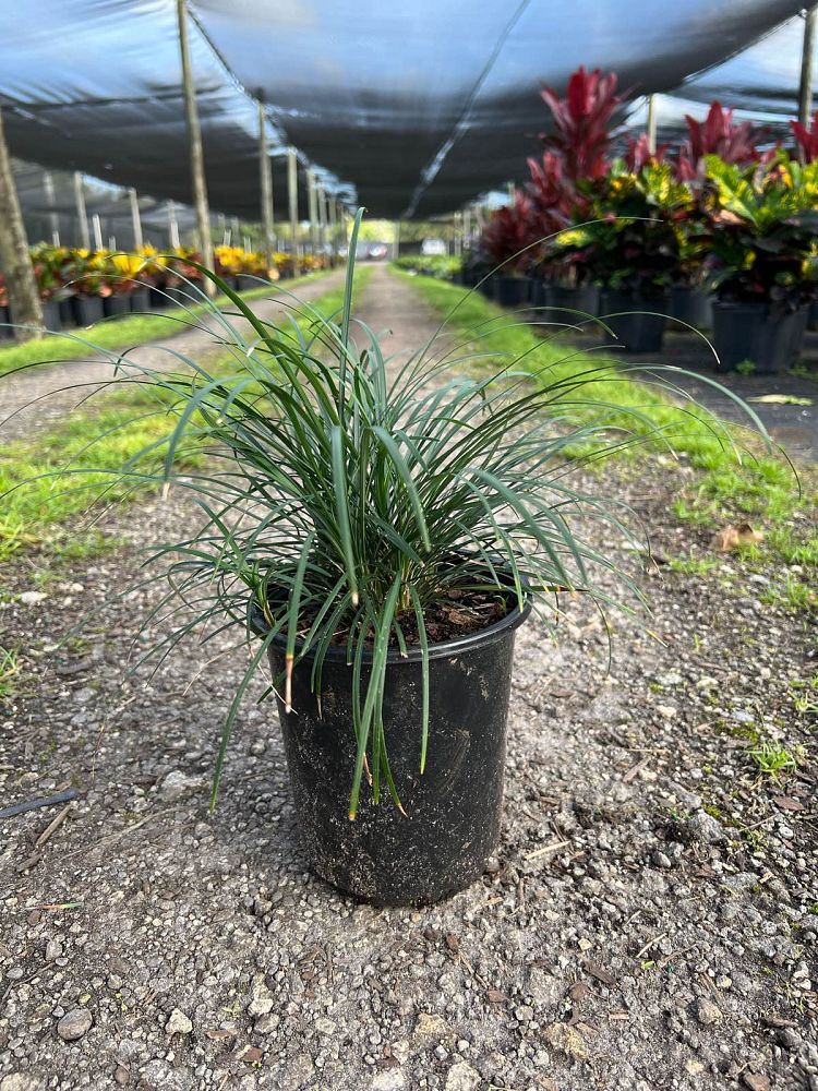 ophiopogon-jaburan-lilyturf-mondo-grass