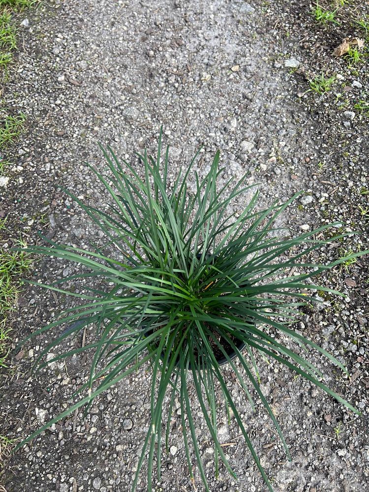 ophiopogon-jaburan-lilyturf-mondo-grass