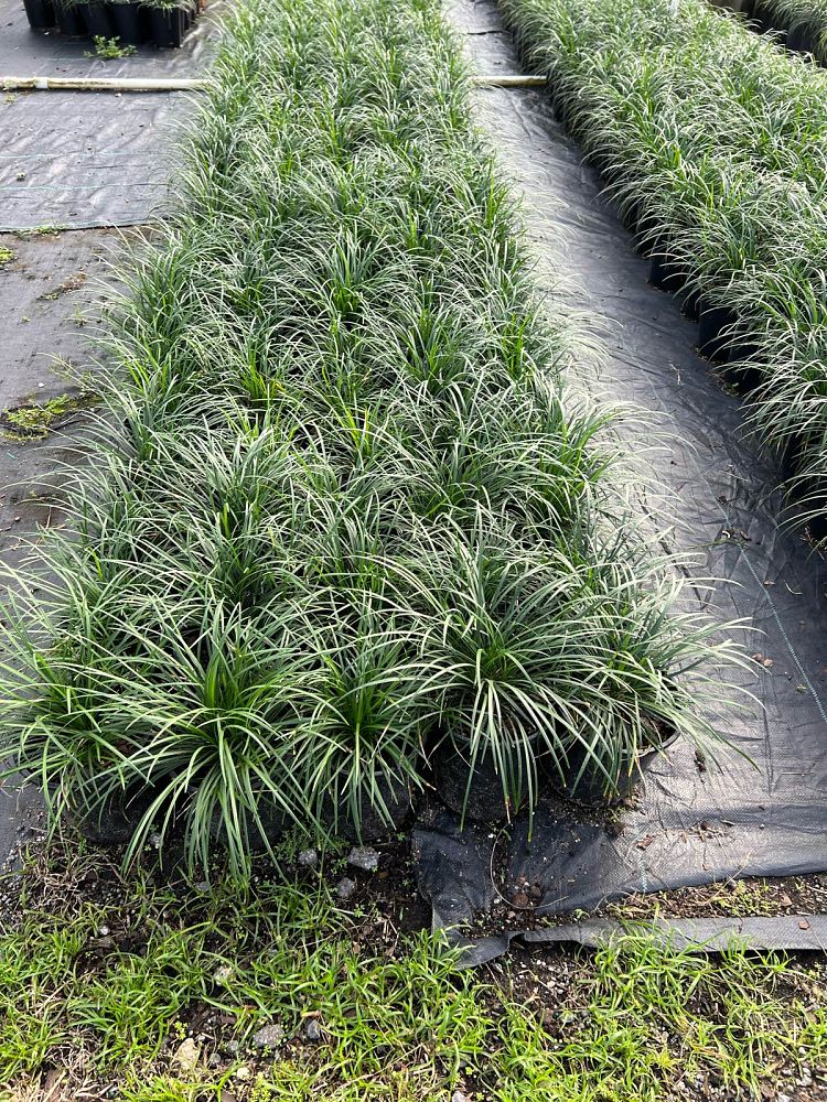 ophiopogon-jaburan-lilyturf-mondo-grass