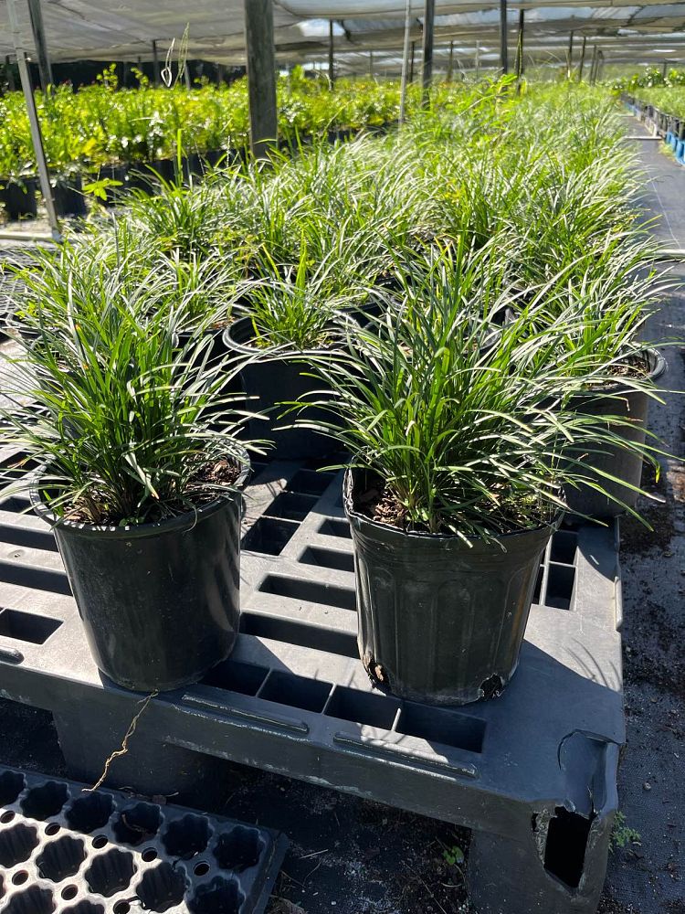 ophiopogon-jaburan-lilyturf-mondo-grass