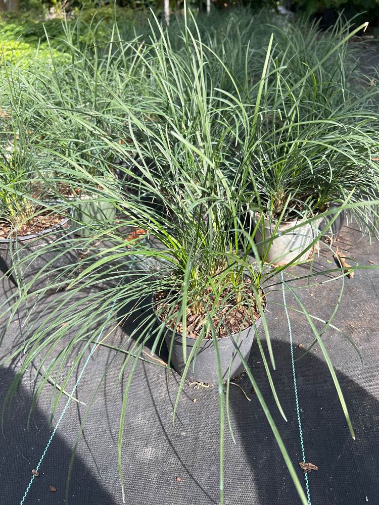 ophiopogon-jaburan-lilyturf-mondo-grass