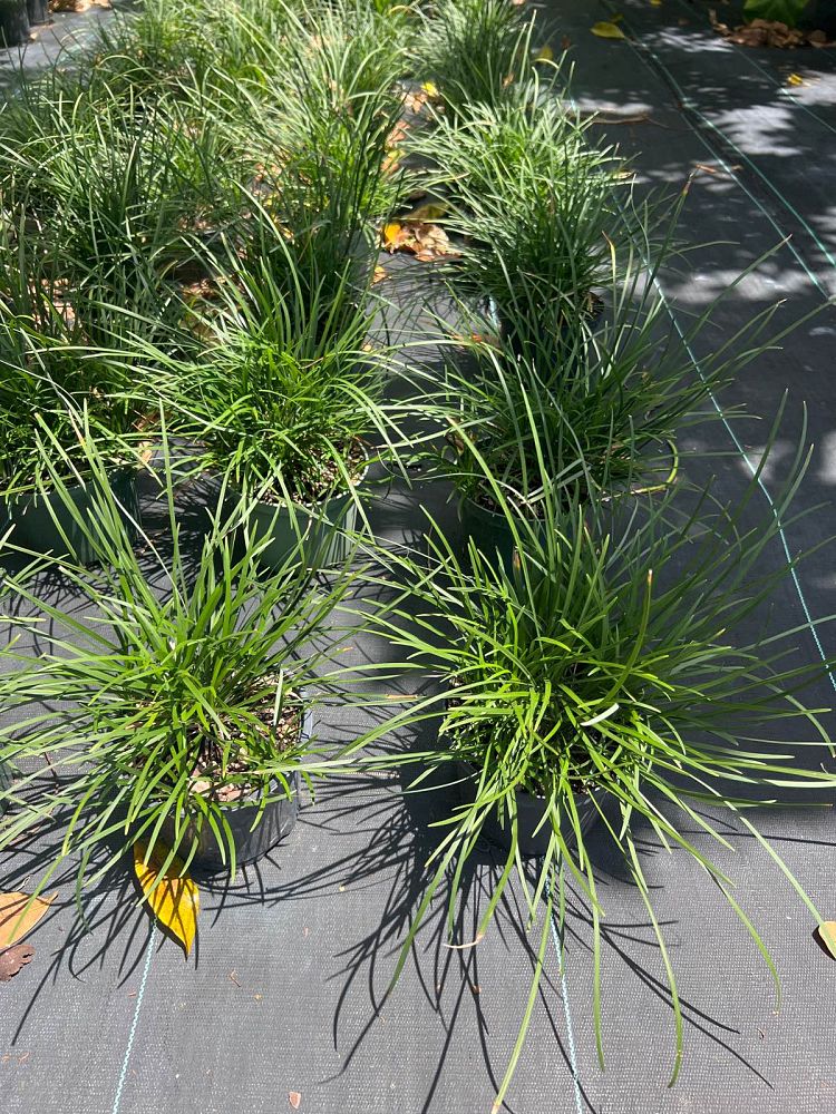 ophiopogon-jaburan-lilyturf-mondo-grass