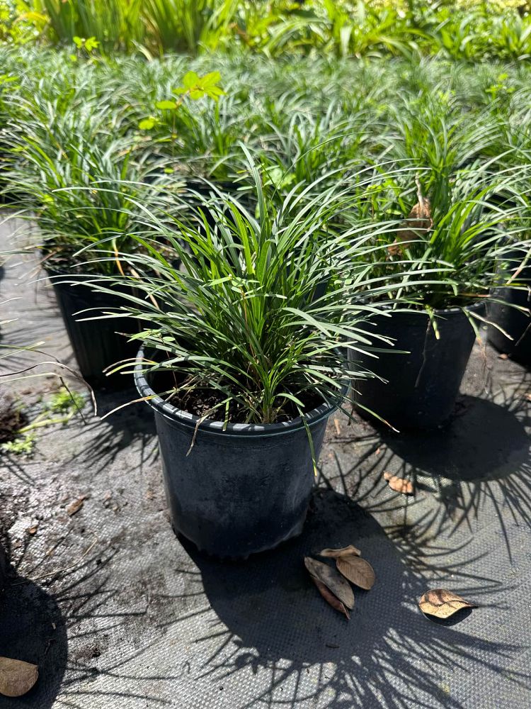 ophiopogon-jaburan-lilyturf-mondo-grass
