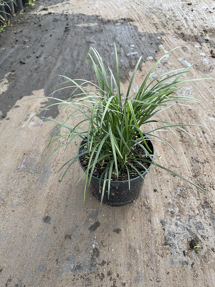 ophiopogon-jaburan-lilyturf-mondo-grass