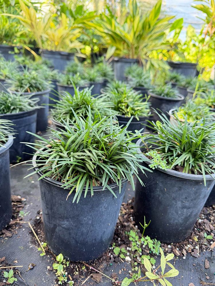 ophiopogon-jaburan-lilyturf-mondo-grass