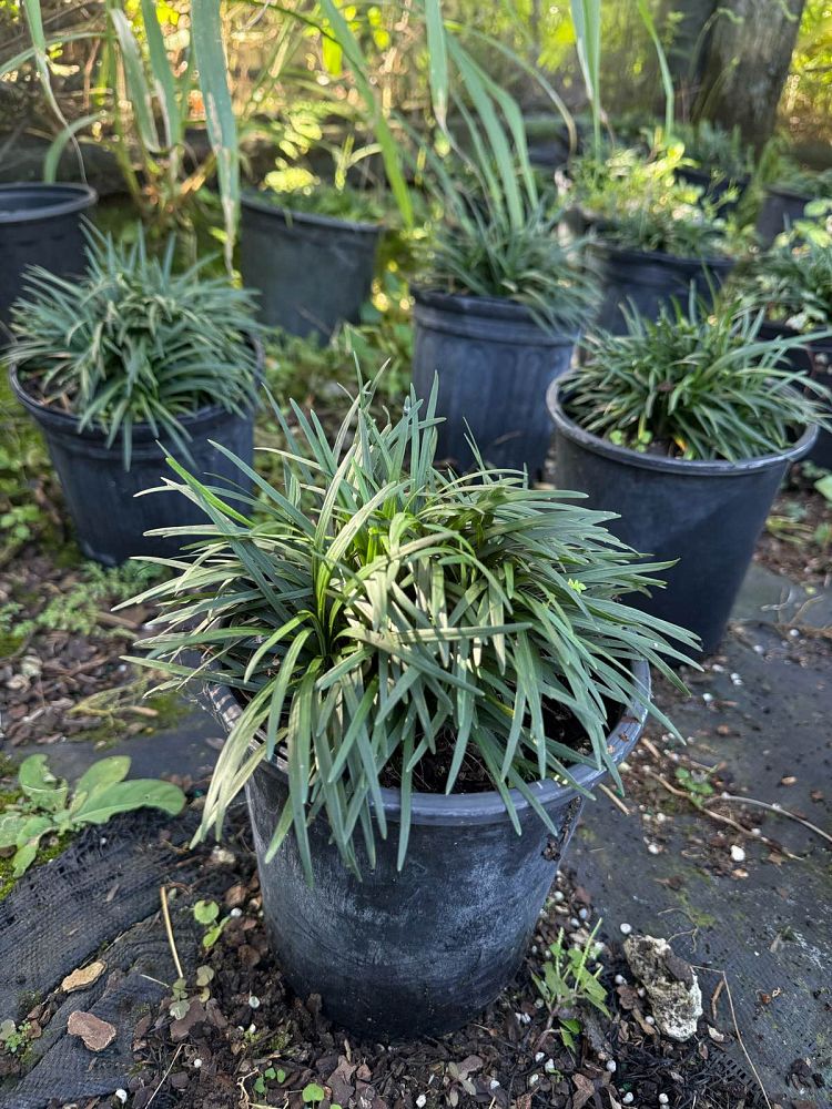ophiopogon-jaburan-lilyturf-mondo-grass