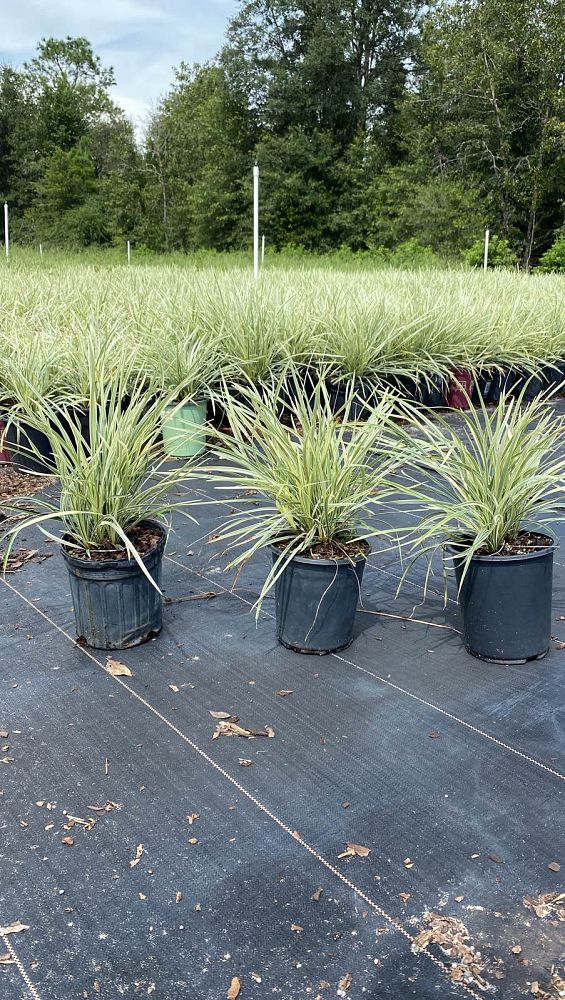 ophiopogon-jaburan-merton-jacobs-aztec-grass-mondo-grass-snakebeard-giant-lilyturf