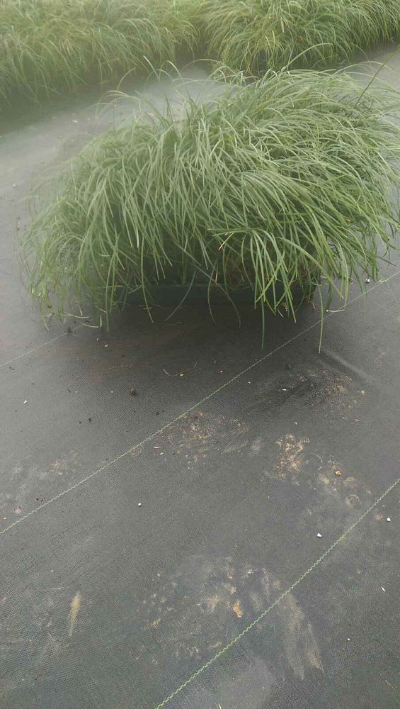 ophiopogon-jaburan-variegatus-mondo-grass-lilyturf