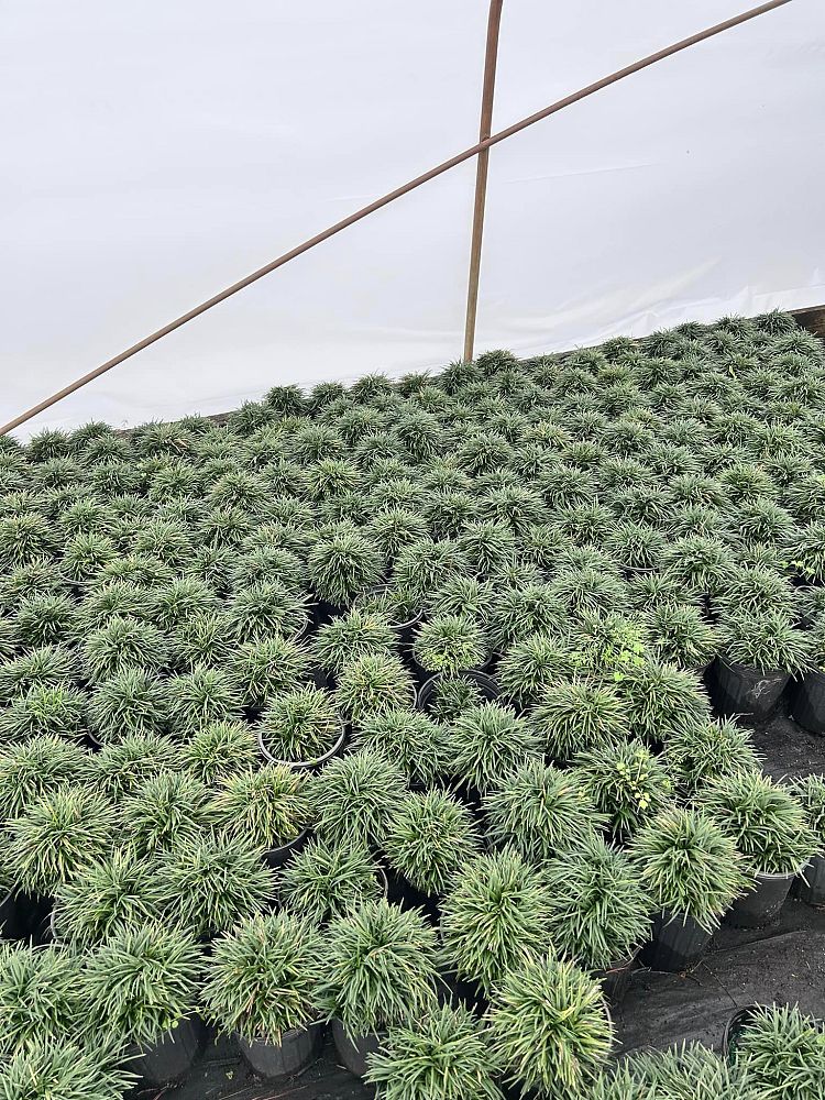 ophiopogon-jaburan-variegatus-mondo-grass-lilyturf