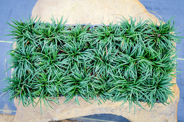 ophiopogon-japonicus-aritaki-mondo-grass-dwarf-lilyturf