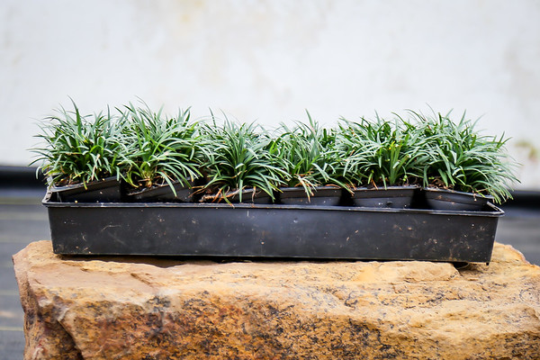 ophiopogon-japonicus-aritaki-mondo-grass-dwarf-lilyturf