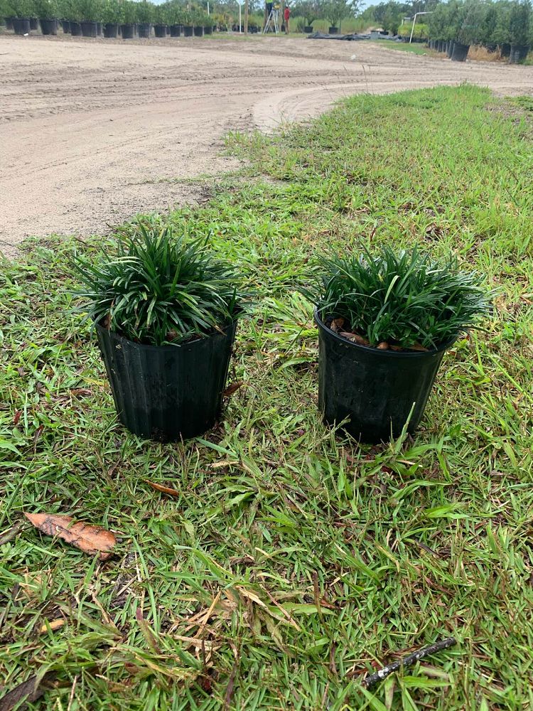 ophiopogon-japonicus-aritaki-mondo-grass-dwarf-lilyturf