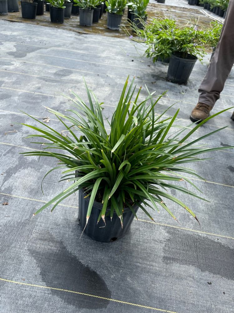ophiopogon-japonicus-aritaki-mondo-grass-dwarf-lilyturf
