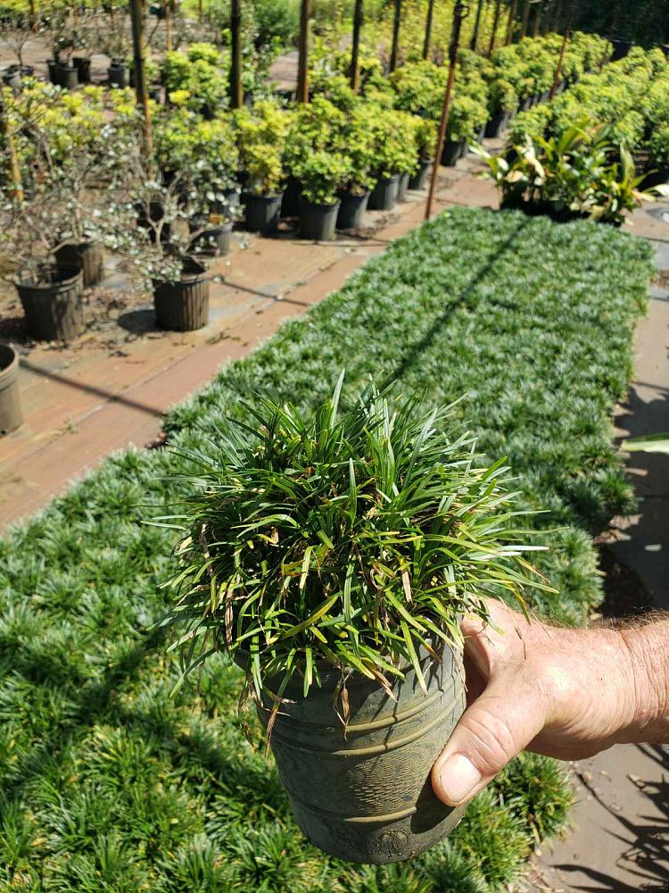 ophiopogon-japonicus-aritaki-mondo-grass-dwarf-lilyturf