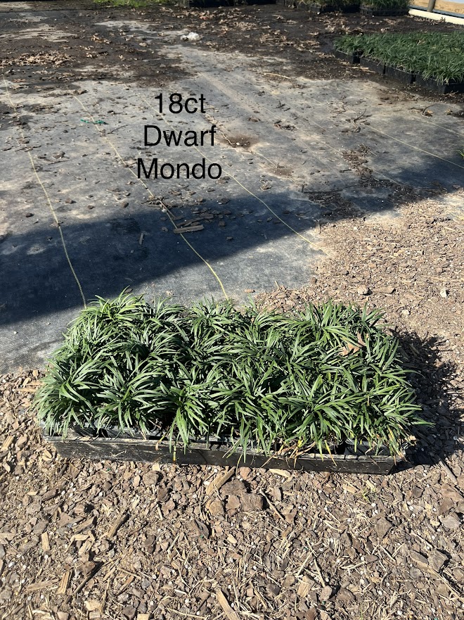 ophiopogon-japonicus-aritaki-mondo-grass-dwarf-lilyturf