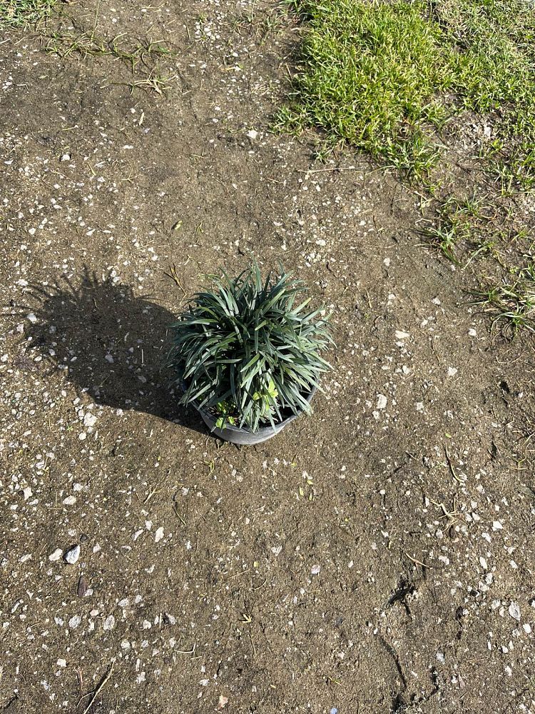 ophiopogon-japonicus-aritaki-mondo-grass-dwarf-lilyturf
