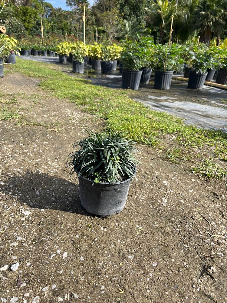 ophiopogon-japonicus-aritaki-mondo-grass-dwarf-lilyturf