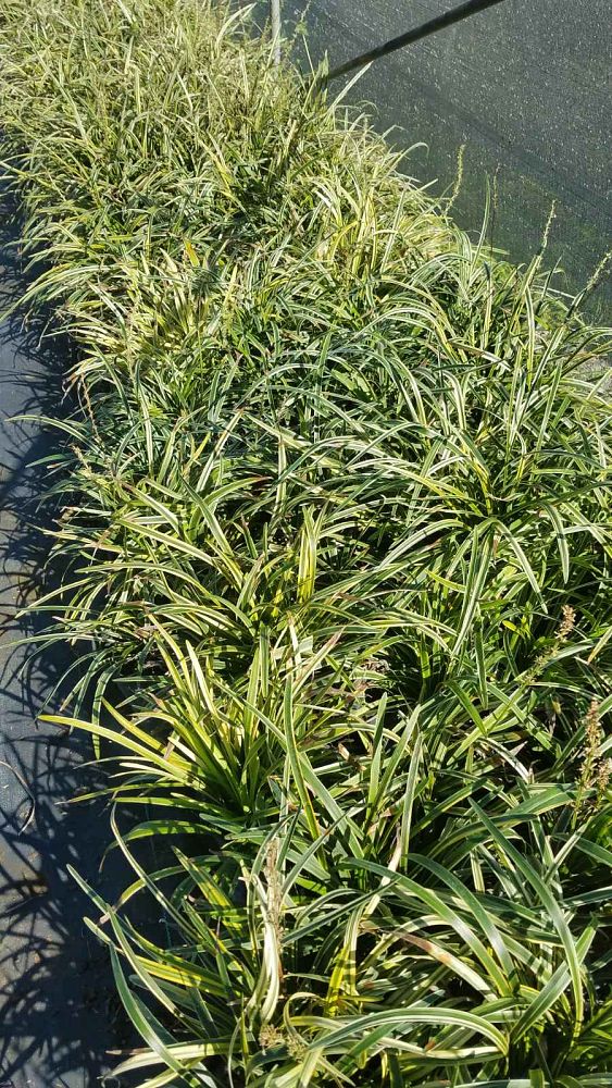 ophiopogon-japonicus-golden-variegated-mondo-grass-dwarf-lilyturf