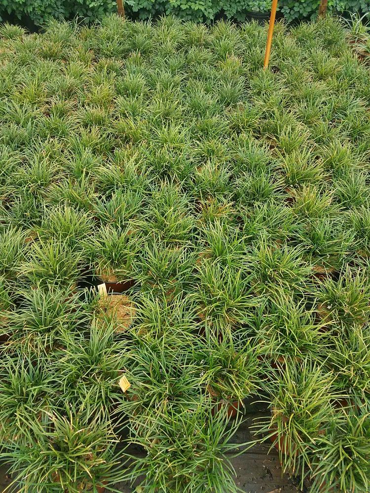 Locate & Find Wholesale Plants | plantANT.com