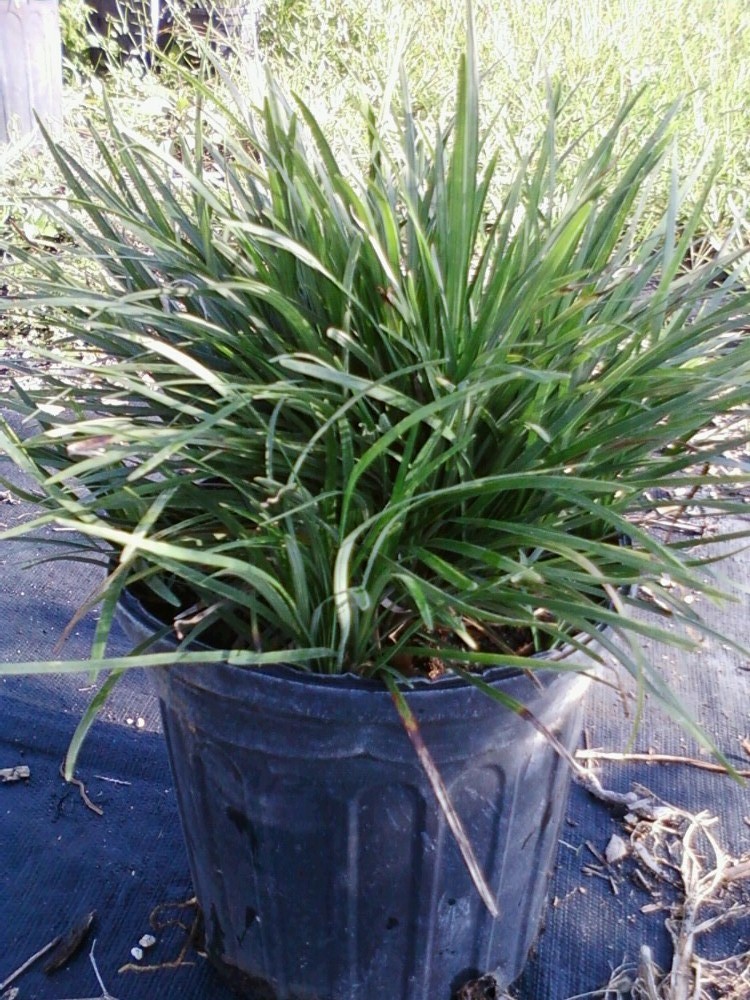 ophiopogon-japonicus-mondo-grass-lilyturf