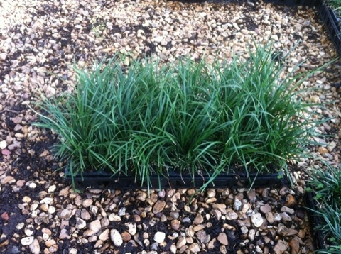 ophiopogon-japonicus-mondo-grass-lilyturf