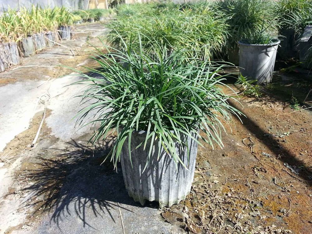 ophiopogon-japonicus-mondo-grass-lilyturf