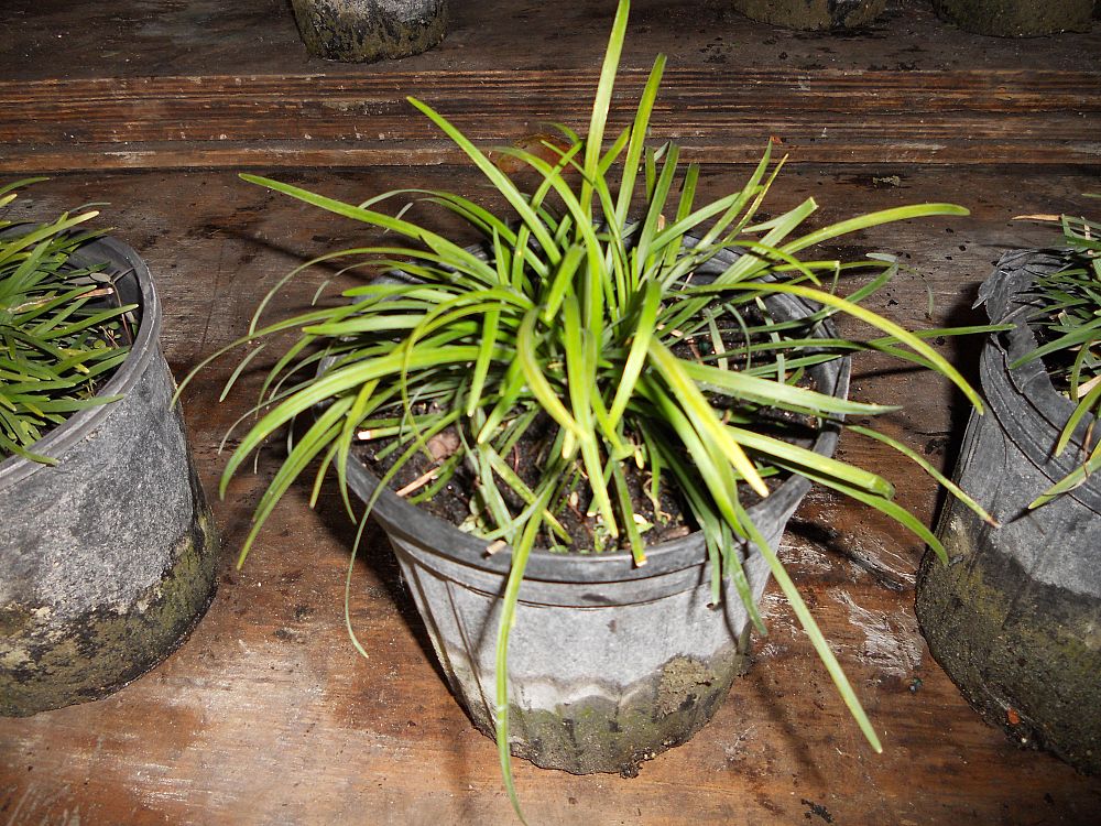ophiopogon-japonicus-mondo-grass-lilyturf