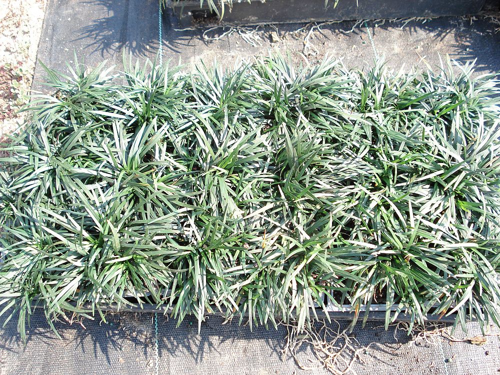 ophiopogon-japonicus-mondo-grass-lilyturf
