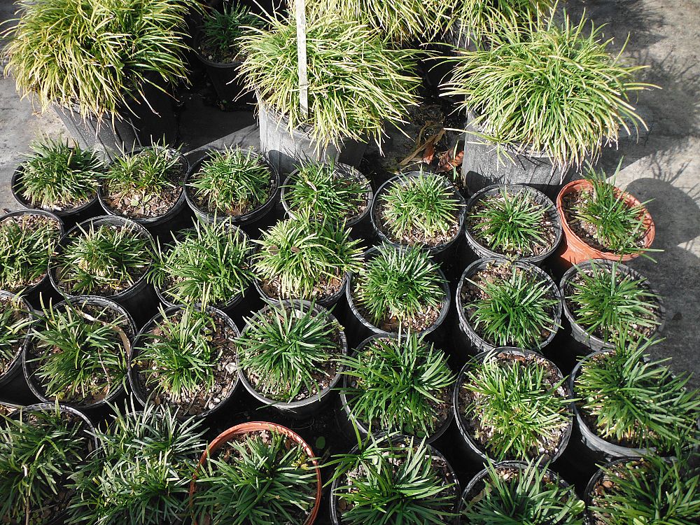 ophiopogon-japonicus-mondo-grass-lilyturf