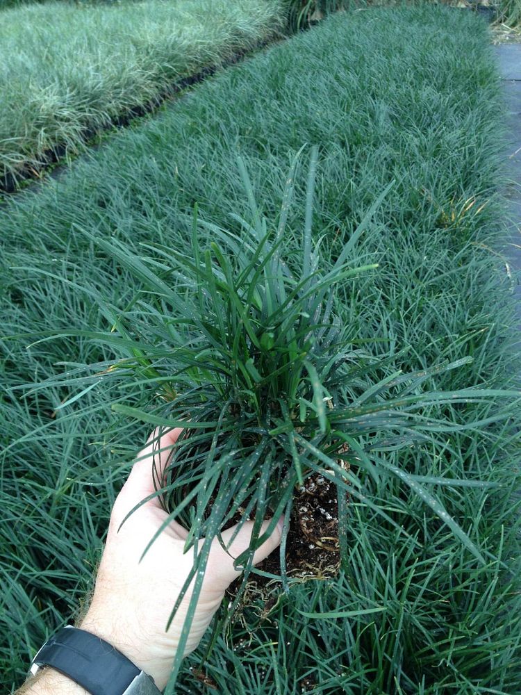 ophiopogon-japonicus-mondo-grass-lilyturf