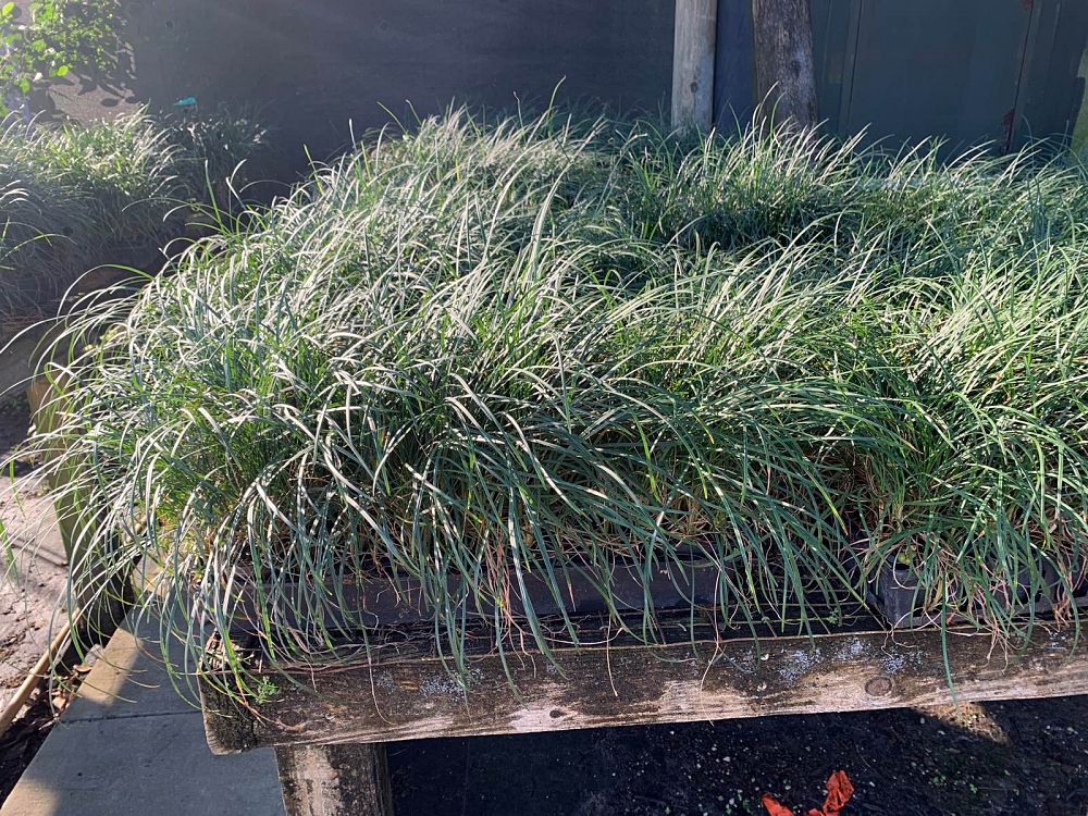 ophiopogon-japonicus-mondo-grass-lilyturf