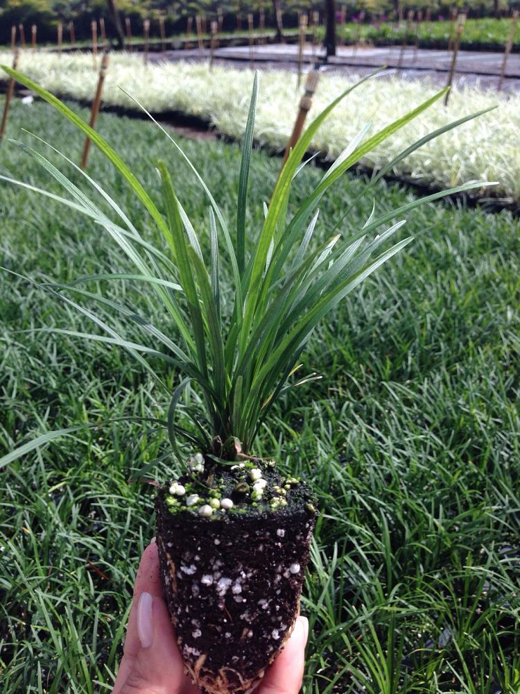 ophiopogon-japonicus-mondo-grass-lilyturf