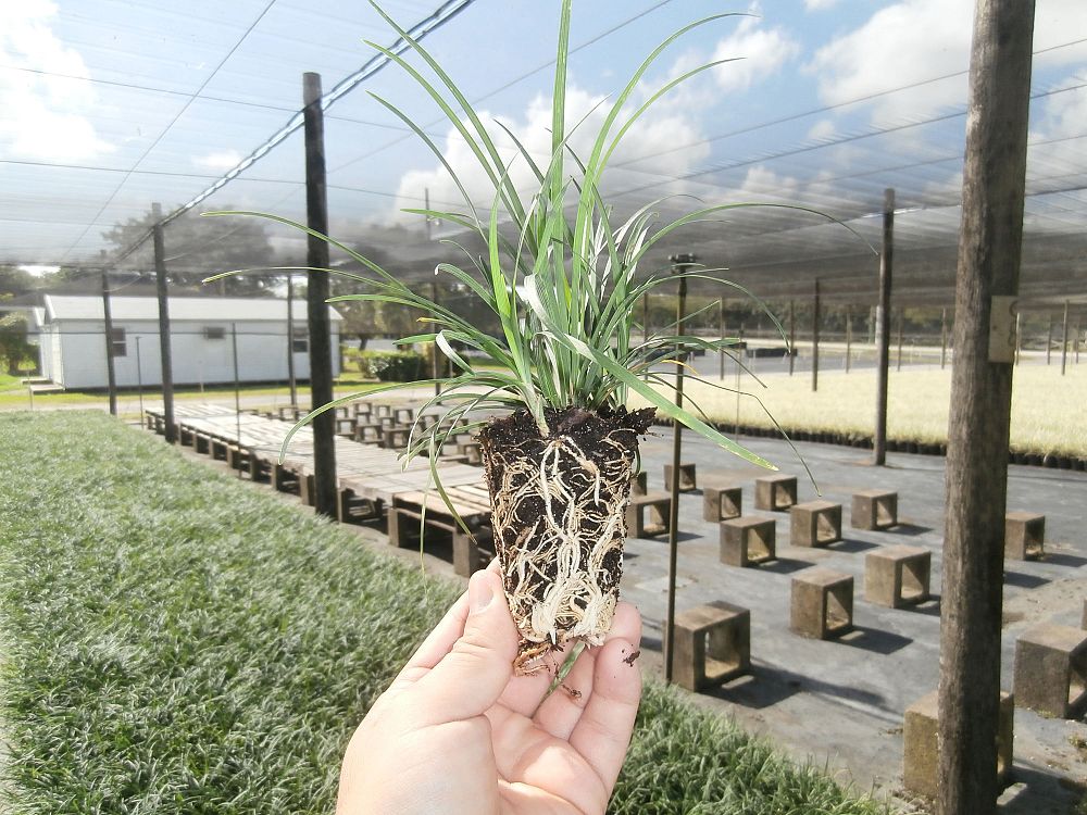 ophiopogon-japonicus-mondo-grass-lilyturf