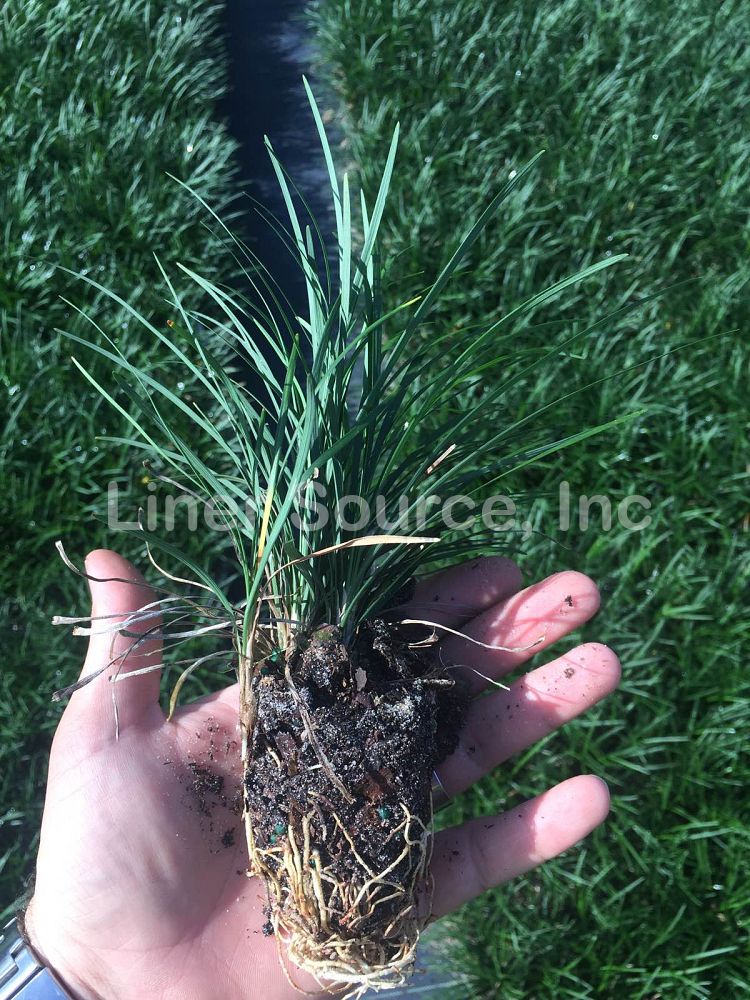 ophiopogon-japonicus-mondo-grass-lilyturf