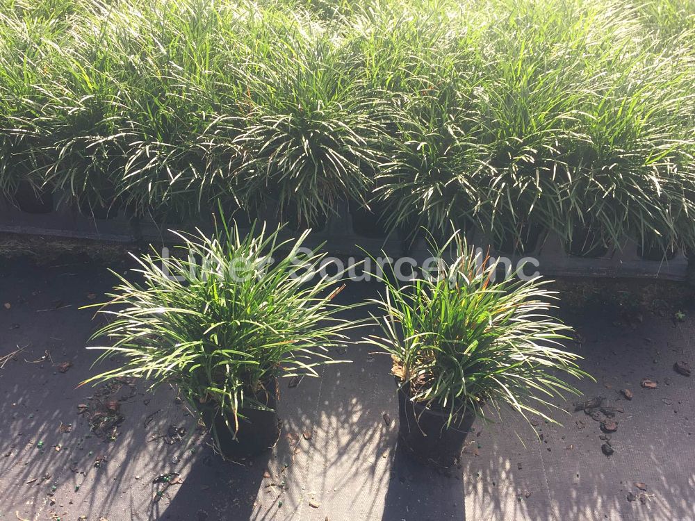 ophiopogon-japonicus-mondo-grass-lilyturf