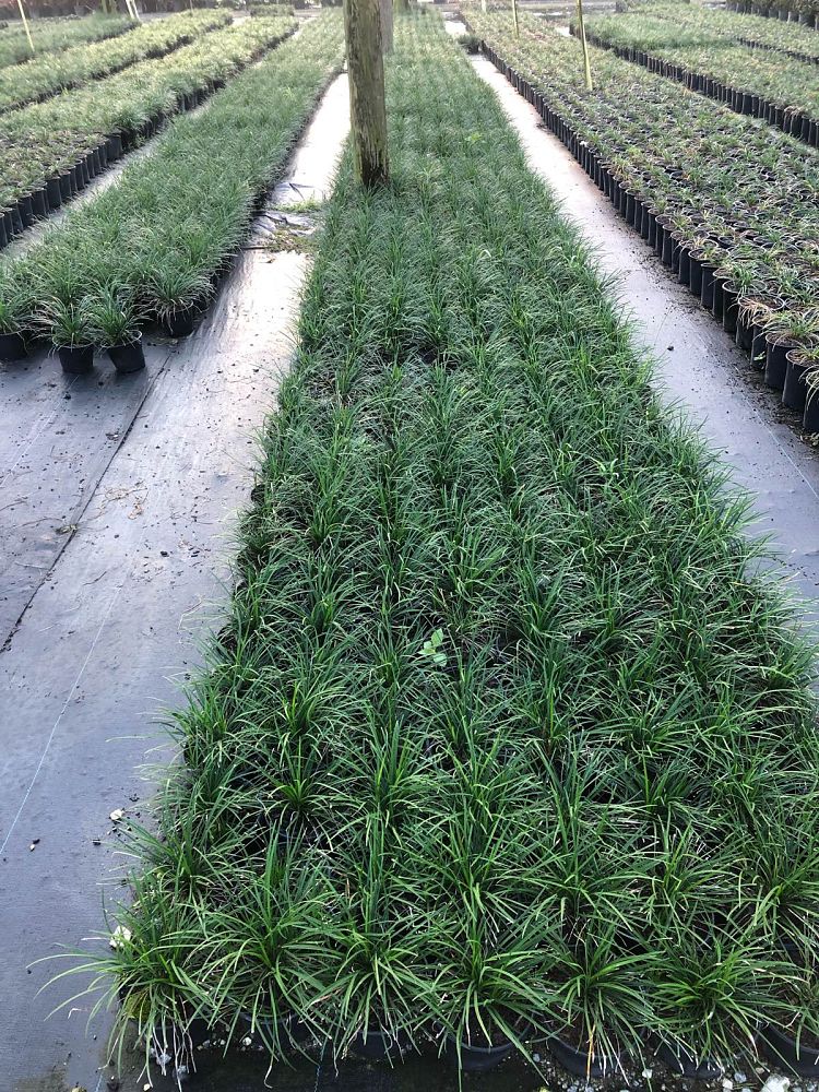 ophiopogon-japonicus-mondo-grass-lilyturf