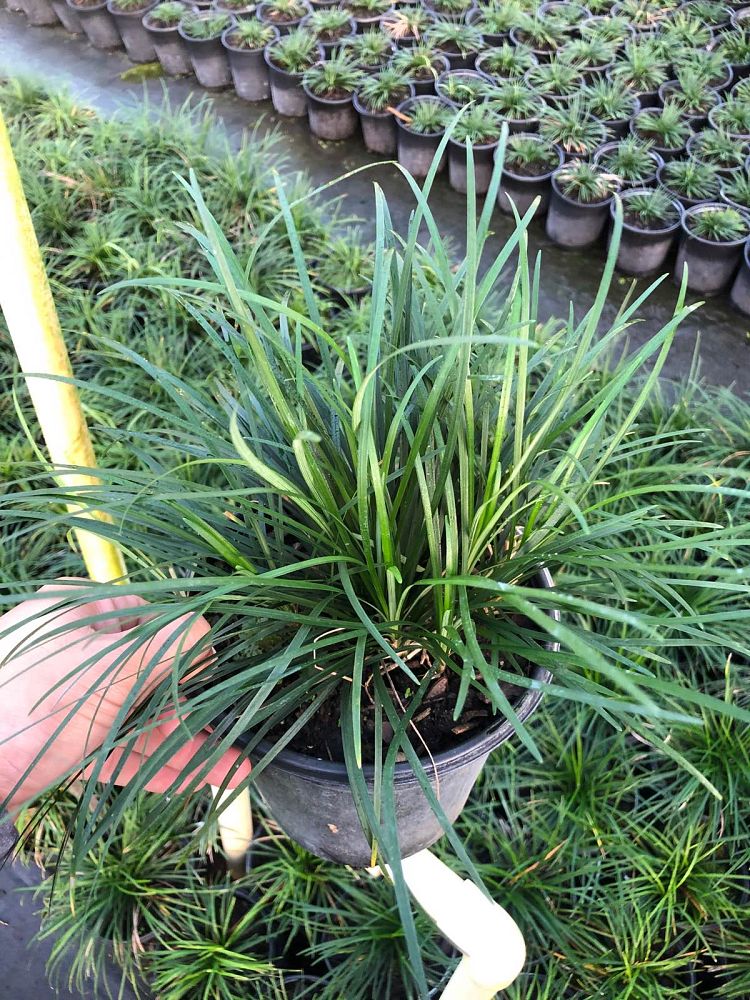 ophiopogon-japonicus-mondo-grass-lilyturf