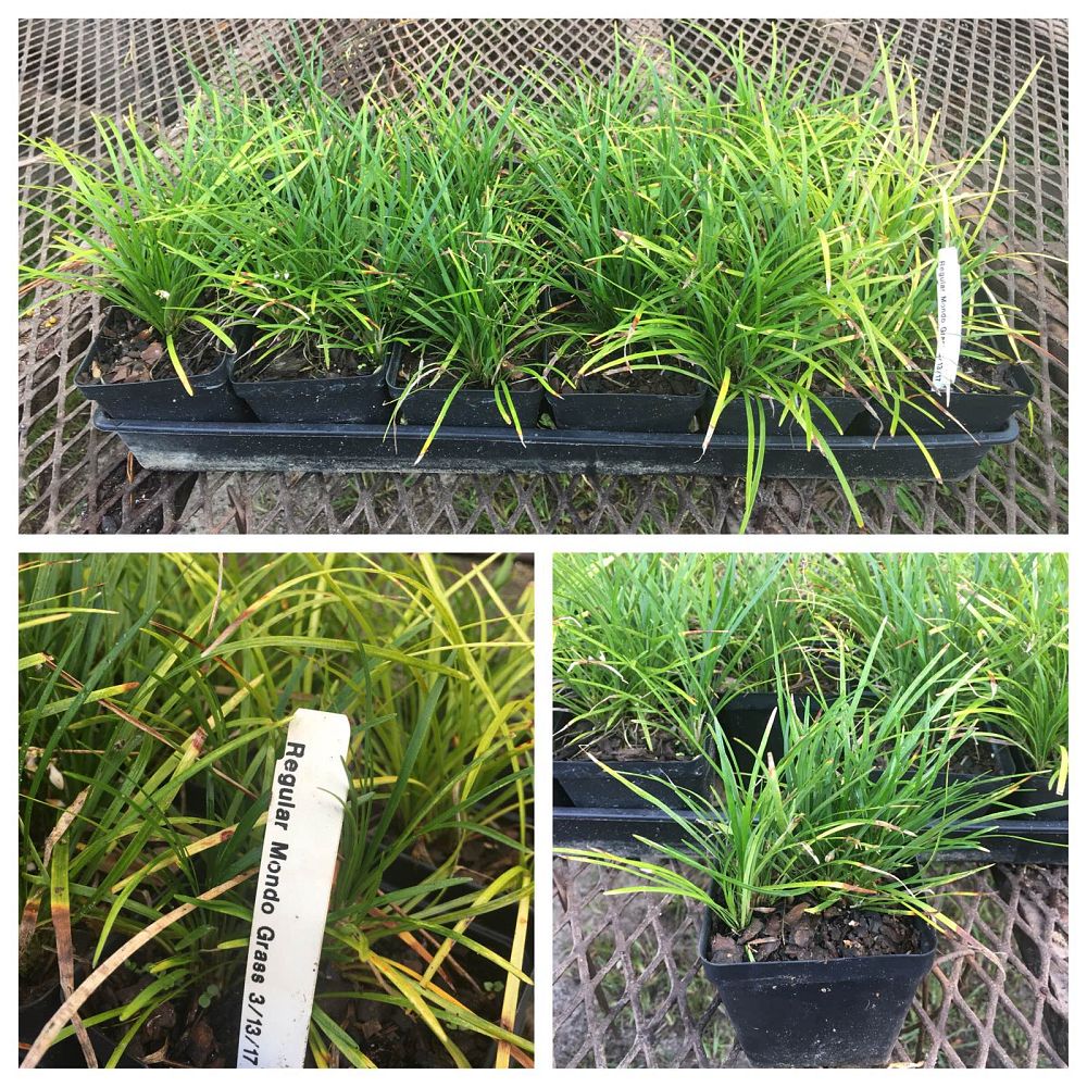 ophiopogon-japonicus-mondo-grass-lilyturf