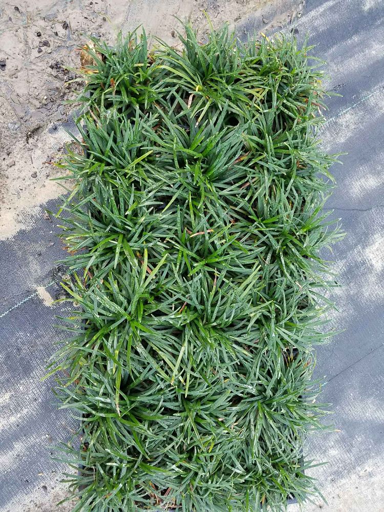 ophiopogon-japonicus-mondo-grass-lilyturf