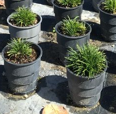 ophiopogon-japonicus-mondo-grass-lilyturf