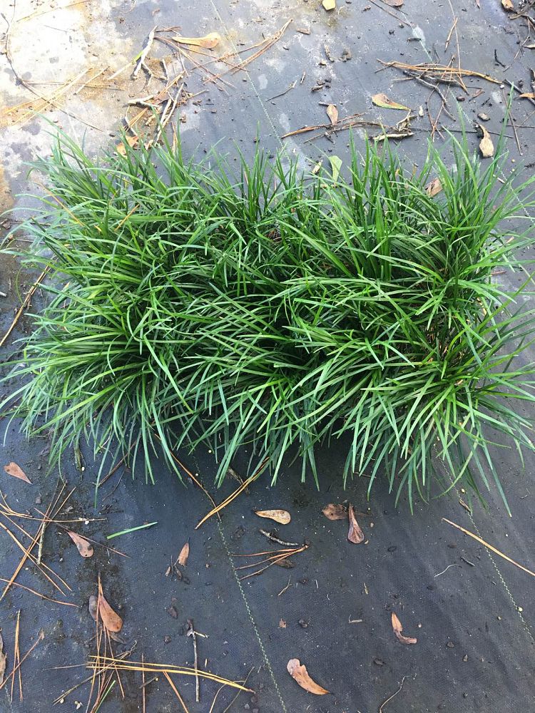 ophiopogon-japonicus-mondo-grass-lilyturf